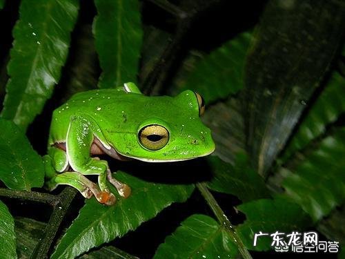 温血动物哪种动物的体温最高,哪种动物的体温最低