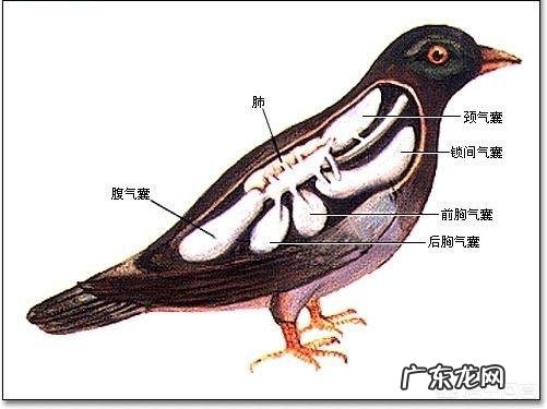 温血动物哪种动物的体温最高,哪种动物的体温最低