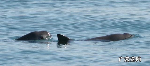 地球上仅剩不到10只！小头鼠海豚还能等我们多久