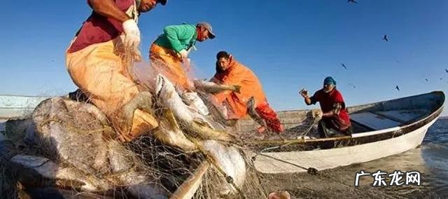 地球上仅剩不到10只！小头鼠海豚还能等我们多久