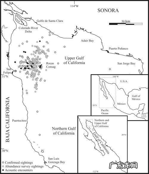 地球上仅剩不到10只！小头鼠海豚还能等我们多久