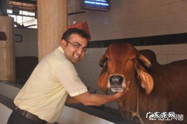 印度本地有哪些奇葩的风俗?