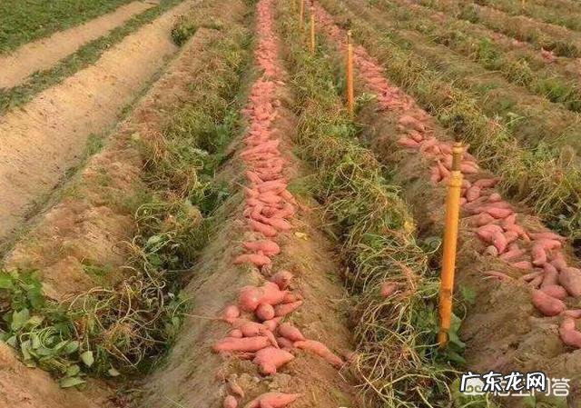 沙土地种红薯产量怎么样,需要怎样施肥?