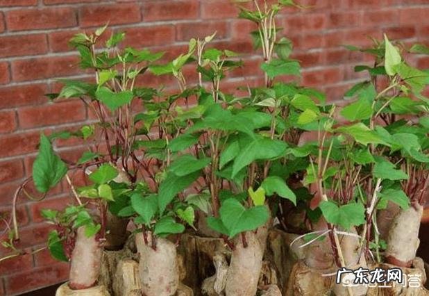 沙土地种红薯产量怎么样,需要怎样施肥?