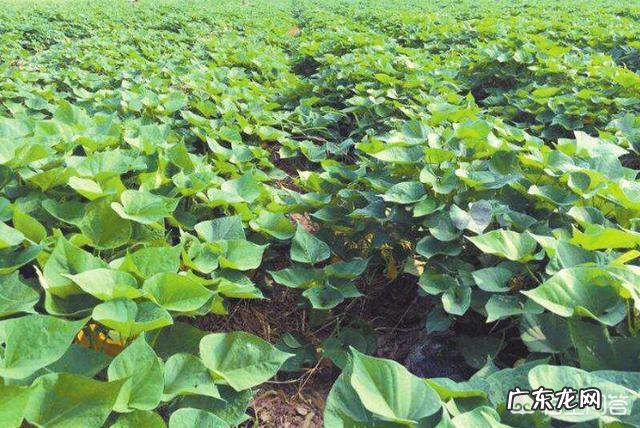 沙土地种红薯产量怎么样,需要怎样施肥?