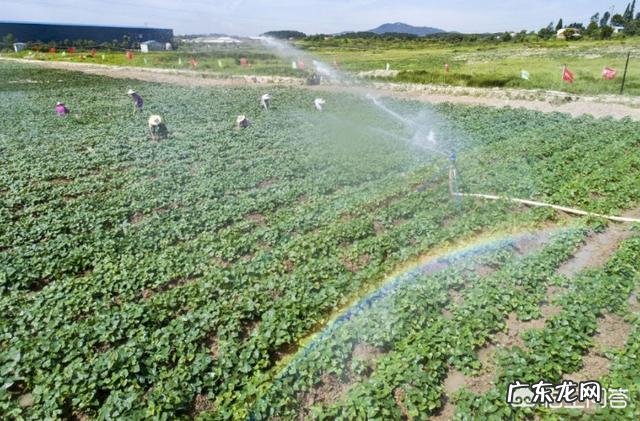 沙土地种红薯产量怎么样,需要怎样施肥?