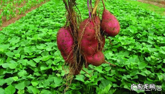 沙土地种红薯产量怎么样,需要怎样施肥?