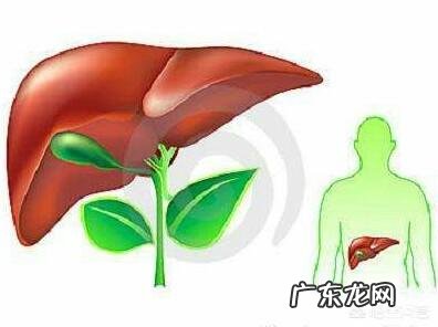 有哪些症状表明要给肝脏排毒了?