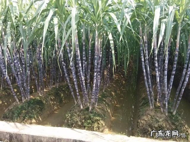 甘甜爽口的甘蔗,在它的整个生产周期,如何正确的进行施肥? 甘蔗怎么施肥生长最快