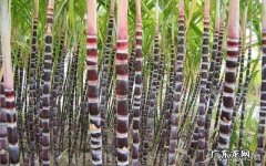 甘甜爽口的甘蔗，在它的整个生产周期，如何正确的进行施肥？ 甘蔗怎么施肥生长最快