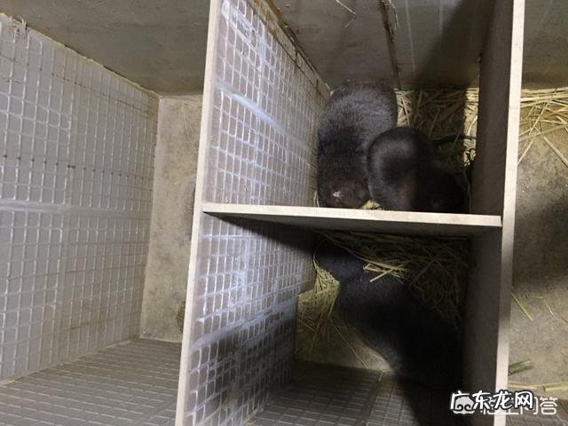 在家养竹鼠有发展前景吗?