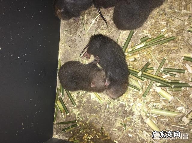 在家养竹鼠有发展前景吗?