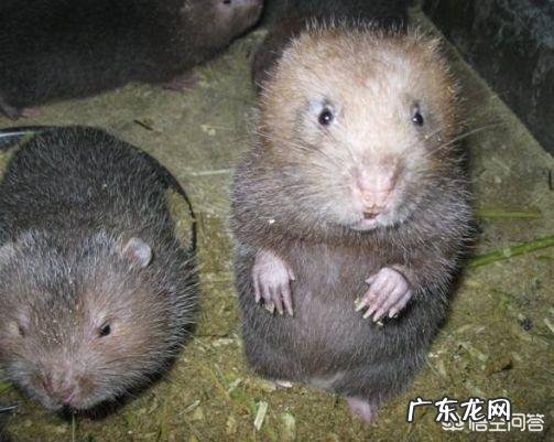 在家养竹鼠有发展前景吗?