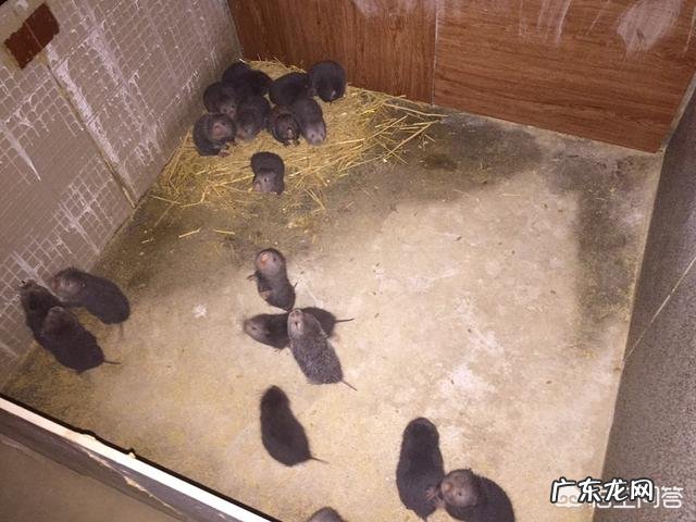 在家养竹鼠有发展前景吗?