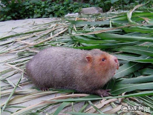 在家养竹鼠有发展前景吗?