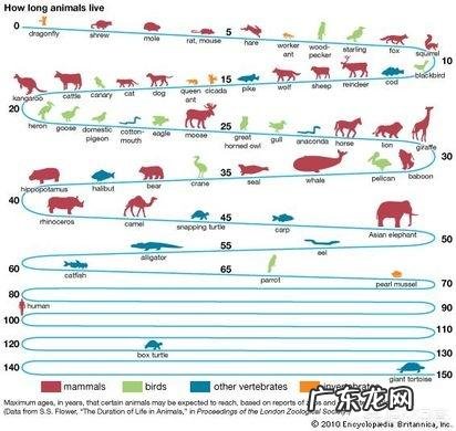 地球上有哪些寿命远远超过人类的动物
