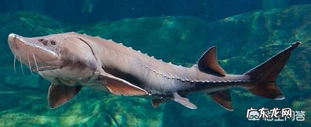 地球上有哪些寿命远远超过人类的动物