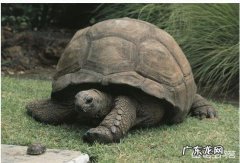 地球上有哪些寿命远远超过人类的动物