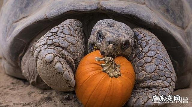 地球上有哪些寿命远远超过人类的动物