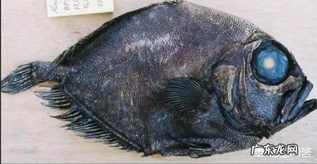 地球上有哪些寿命远远超过人类的动物