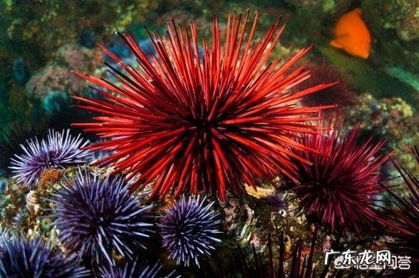 地球上有哪些寿命远远超过人类的动物