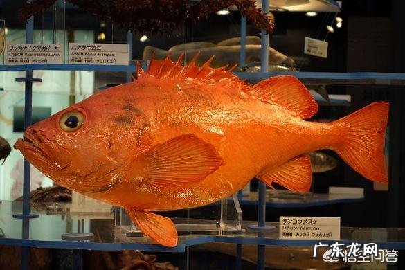 地球上有哪些寿命远远超过人类的动物