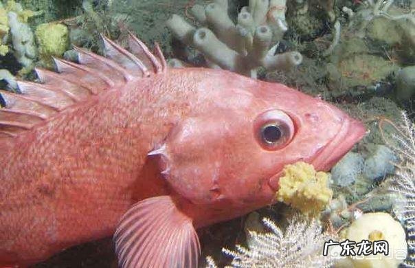 地球上有哪些寿命远远超过人类的动物