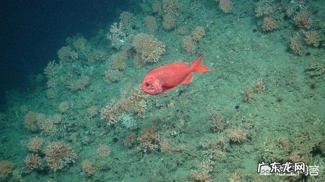 地球上有哪些寿命远远超过人类的动物