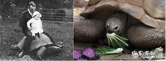 地球上有哪些寿命远远超过人类的动物