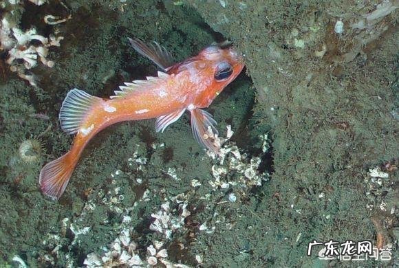 地球上有哪些寿命远远超过人类的动物