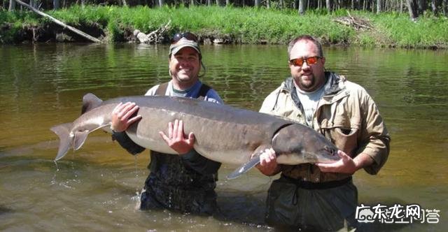 地球上有哪些寿命远远超过人类的动物