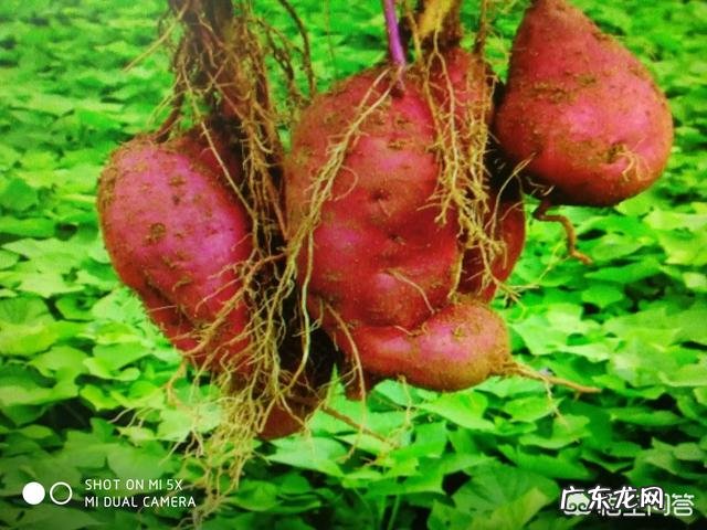 农民种红薯，有哪些生长调节剂可以起到增产作用？ 红薯增产种植方法