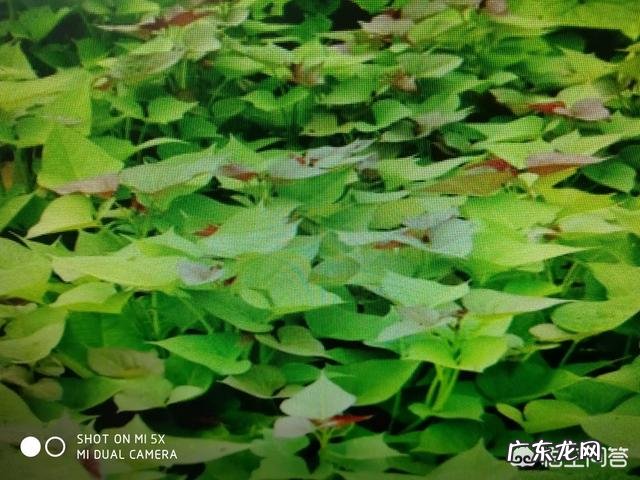 农民种红薯，有哪些生长调节剂可以起到增产作用？ 红薯增产种植方法