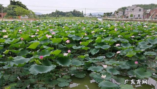 娱乐圈黑皮肤的女星都有哪些