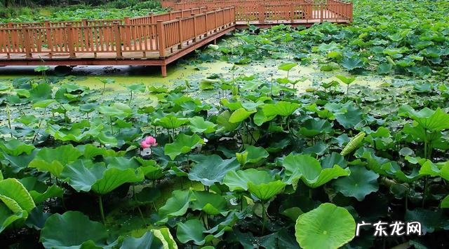 娱乐圈黑皮肤的女星都有哪些