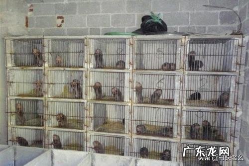 夏季竹鼠养殖怎样建窝池和降温?