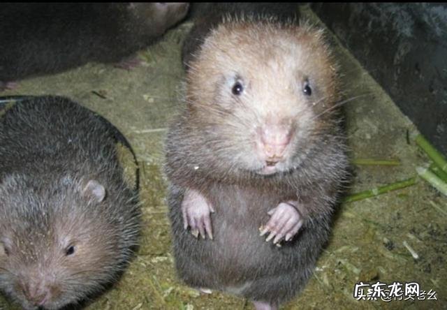 夏季竹鼠养殖怎样建窝池和降温？