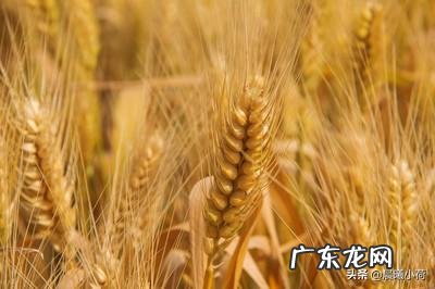 为什么感觉北方人都喜欢吃馒头?长期吃馒头有哪些好处?