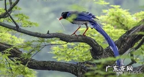 想在阳台养鸟,应该怎么养