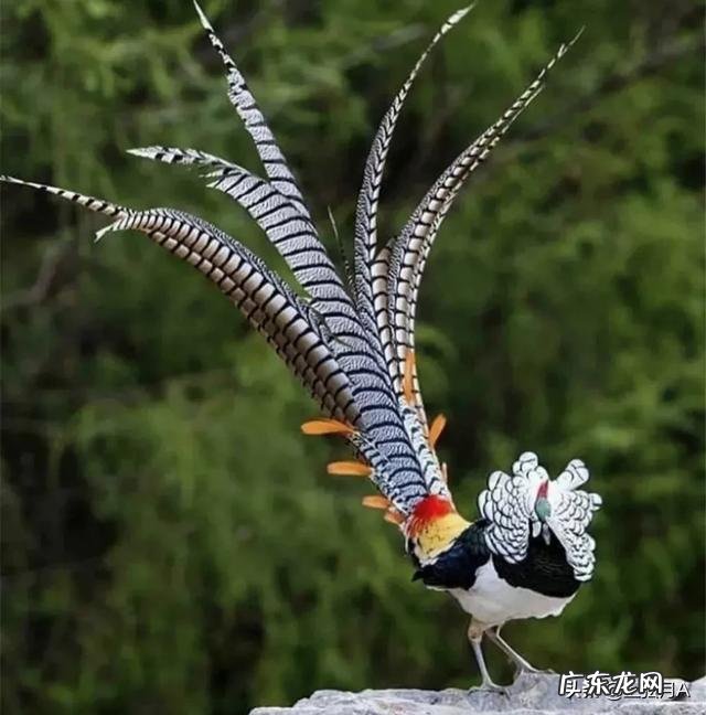 想在阳台养鸟,应该怎么养