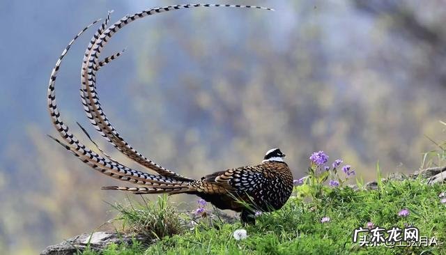 想在阳台养鸟,应该怎么养