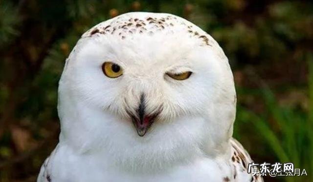 想在阳台养鸟,应该怎么养