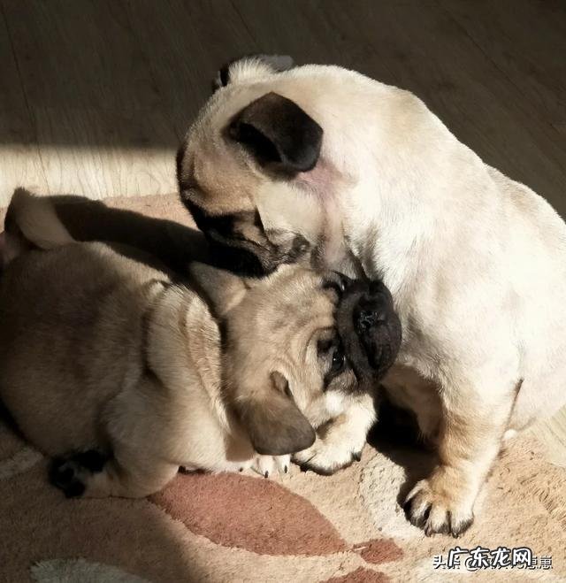 养巴哥犬要注意什么问题?