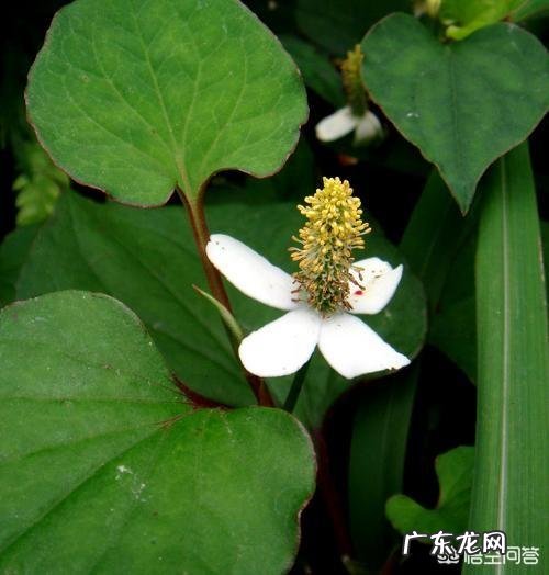 鱼腥草泡水喝是晒干还是湿的好?