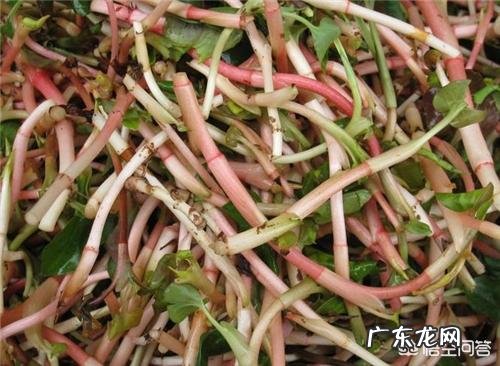 鱼腥草泡水喝是晒干还是湿的好?