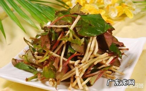 鱼腥草泡水喝是晒干还是湿的好?