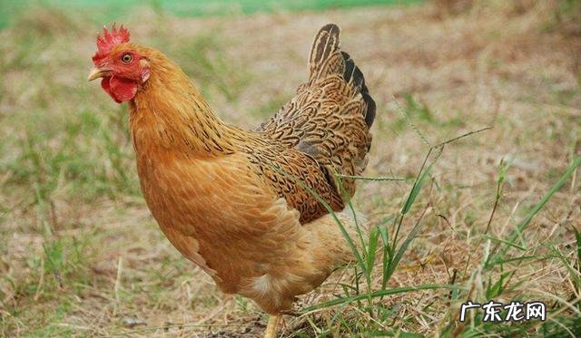 打算买只鸡炖了补补身体,怎么炖比较好吃?