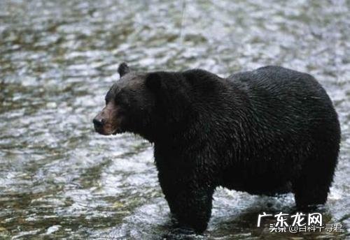 大熊猫PK黑熊谁厉害你认为呢