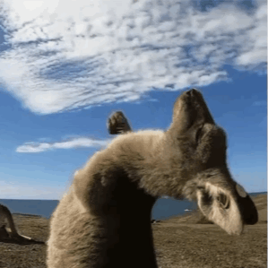 袋鼠摇手最近这么火,有什么值得深入分析的吗?