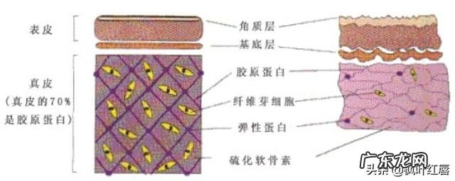 对于皮肤角质层比较薄的人来说,有没有良心的护肤产品推荐